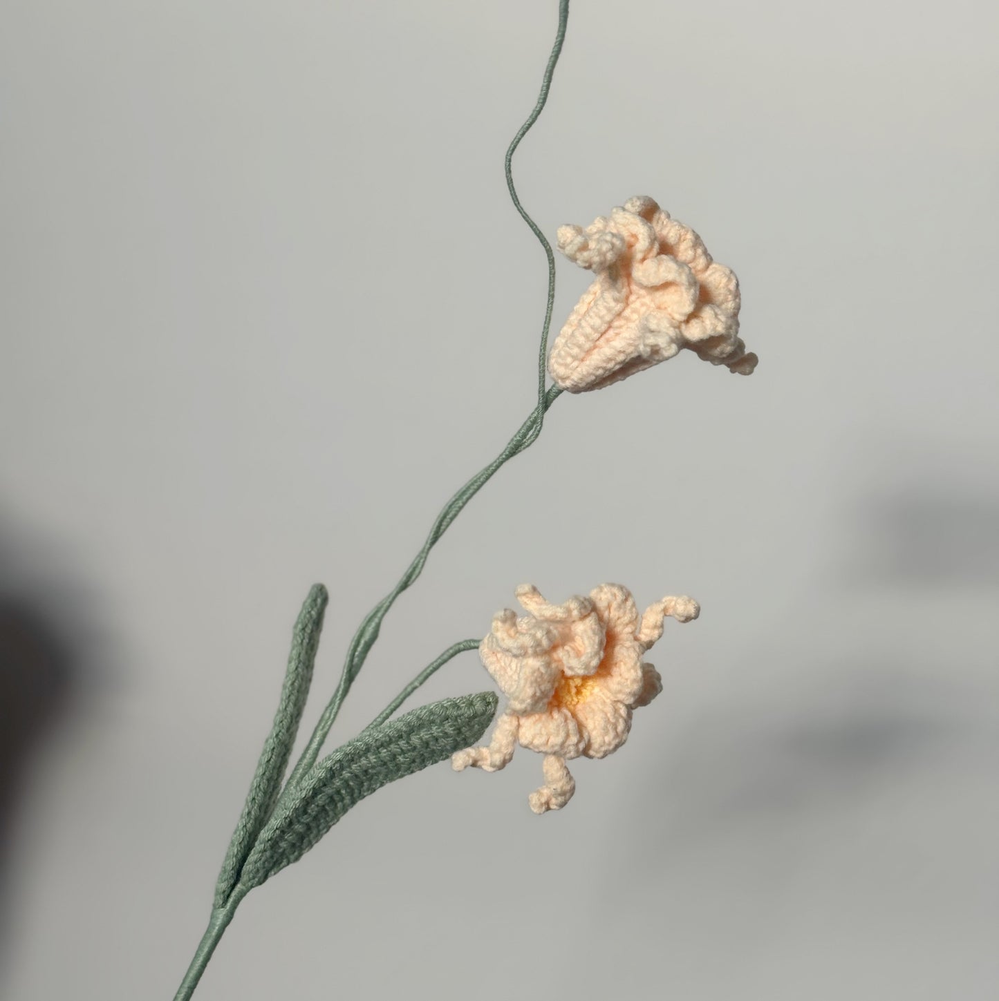 Peruvian Daffodil
