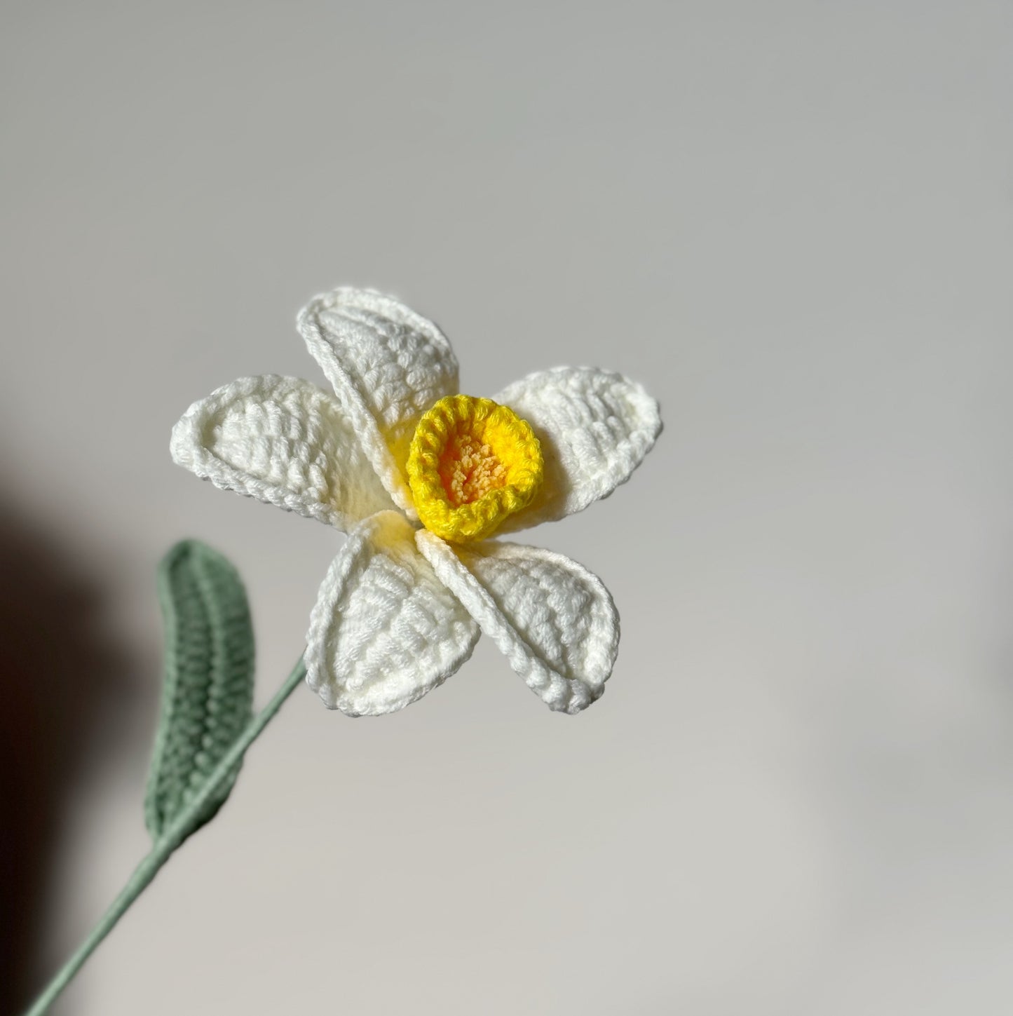 Daffodil