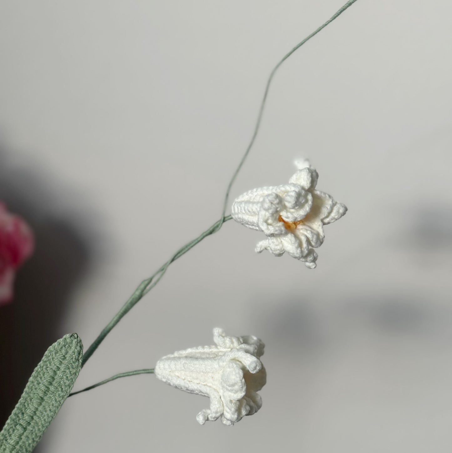 Peruvian Daffodil