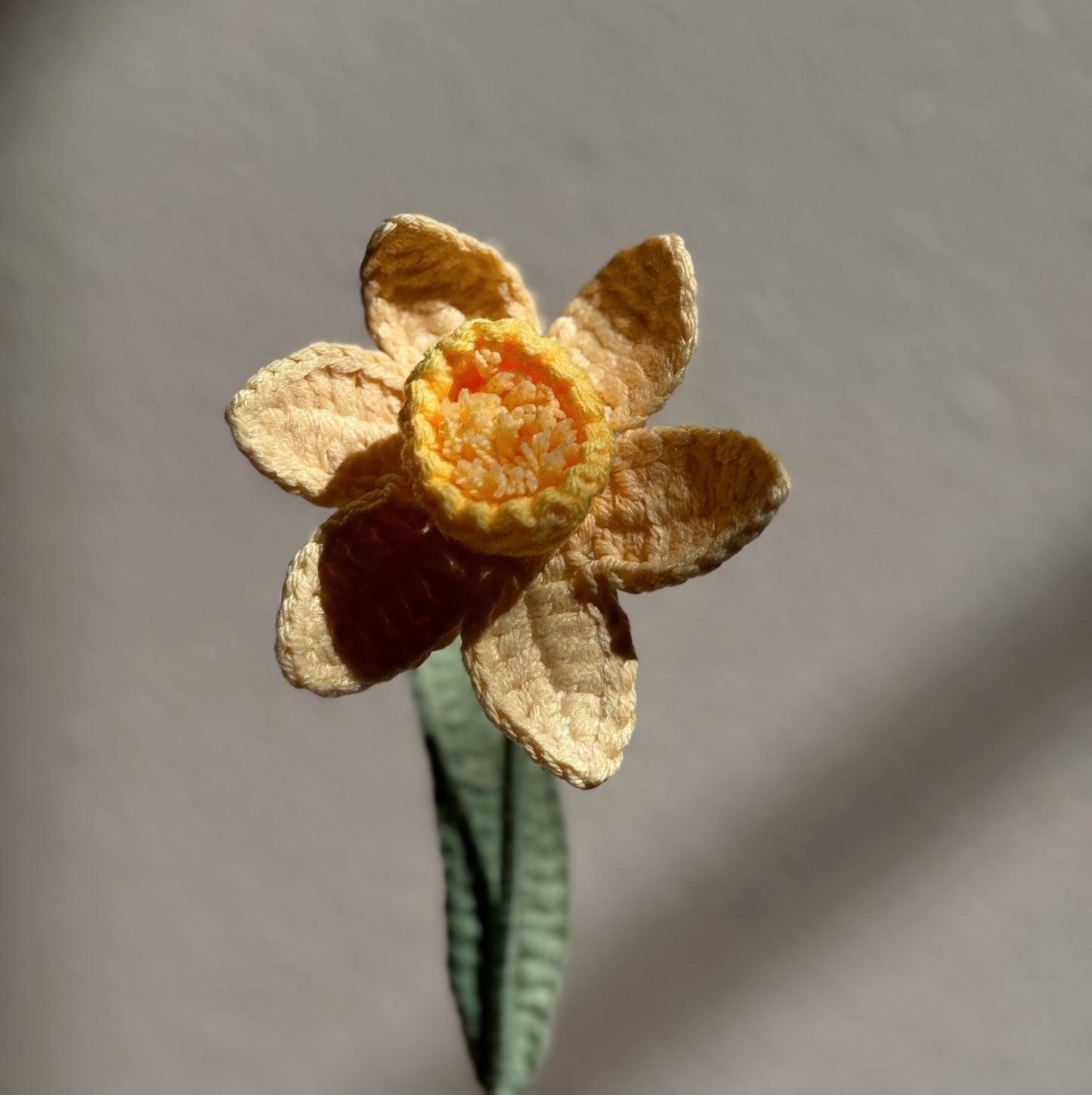 YELLOW DAFFODIL