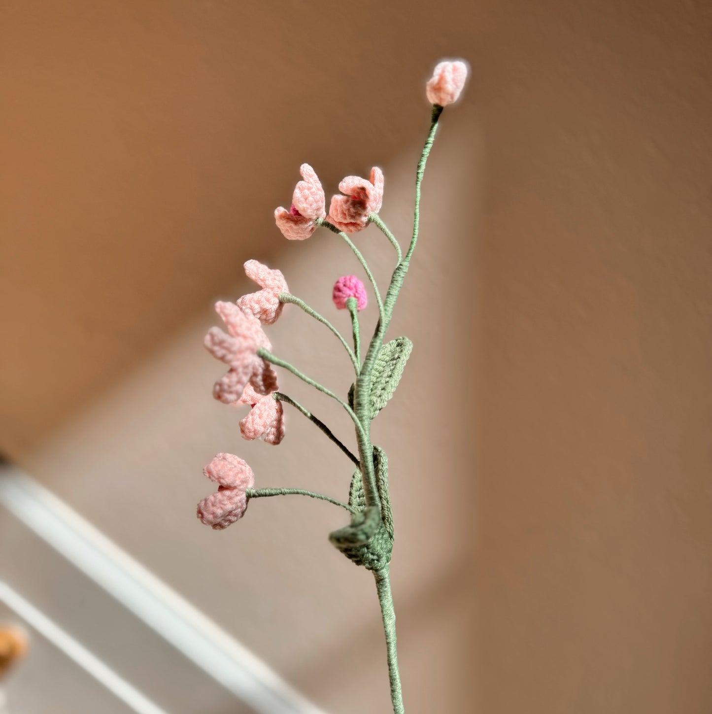 PINK OXYPETALUM