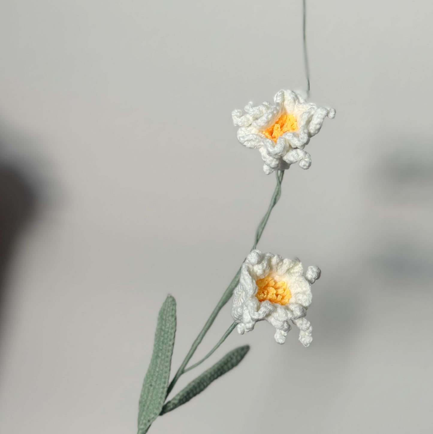 Peruvian Daffodil