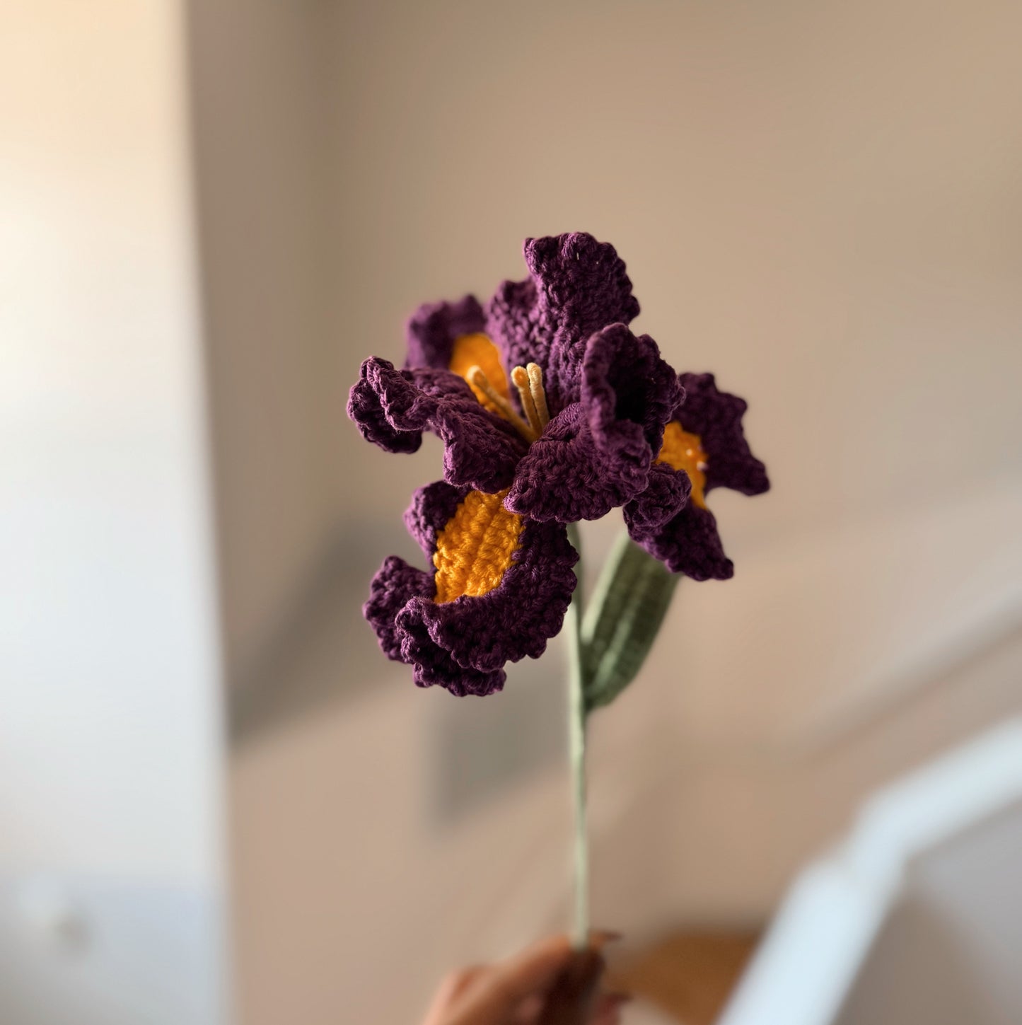 Dark Purple Iris