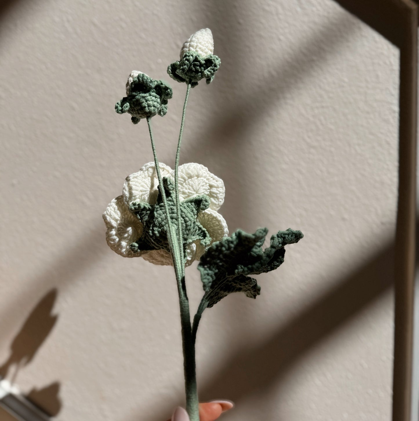 WHITE ROSE