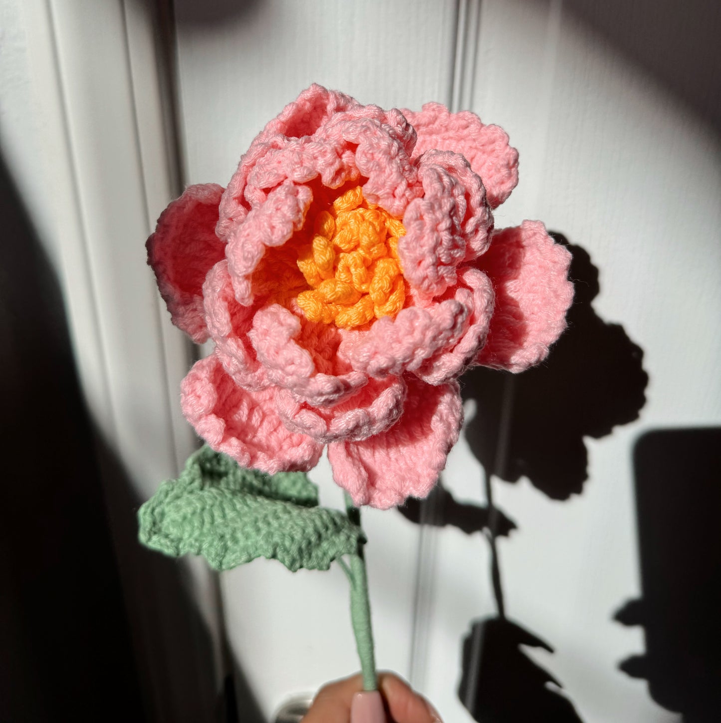 Pink Peony