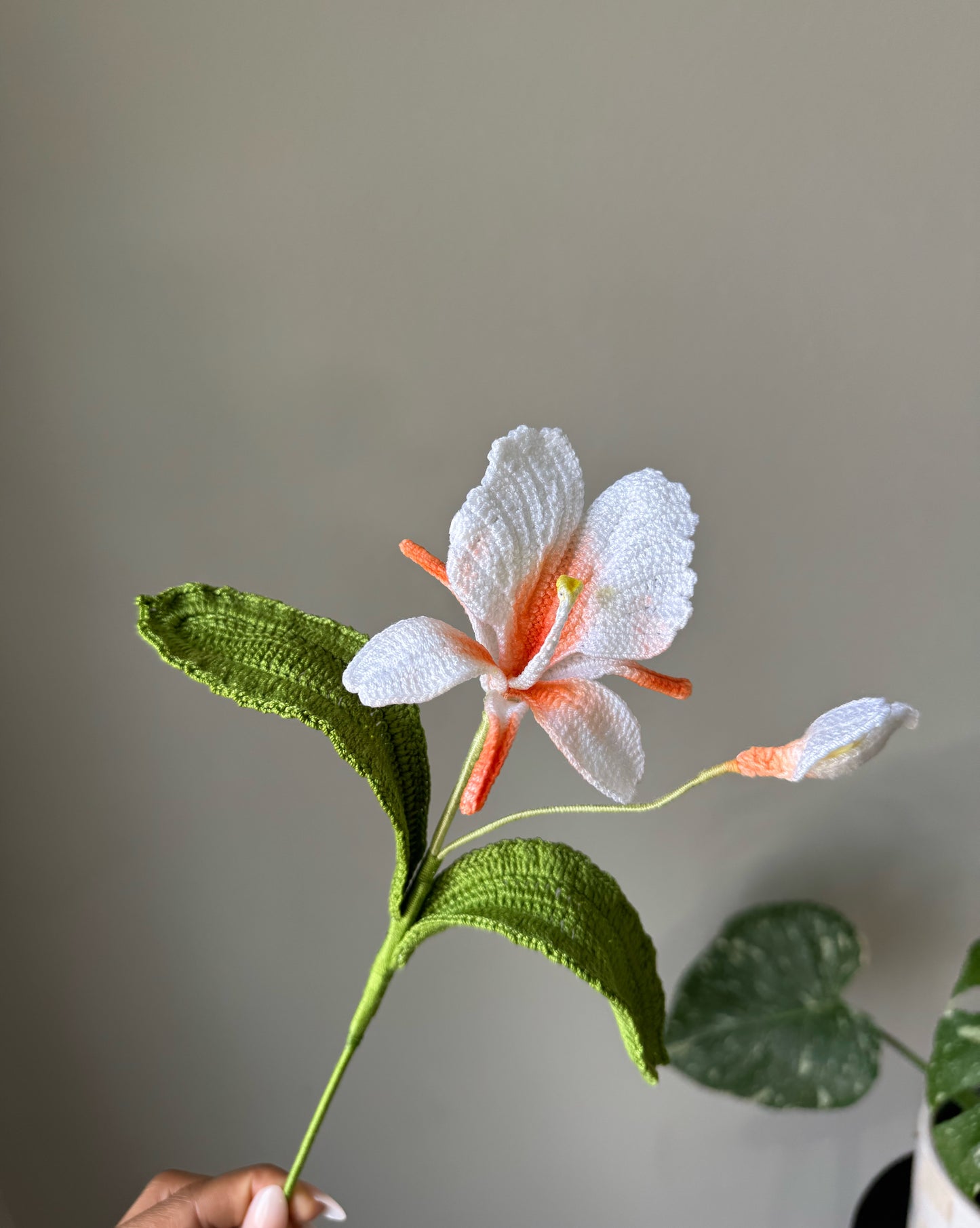 Hedychium coronarium ( White Ginger Lily )