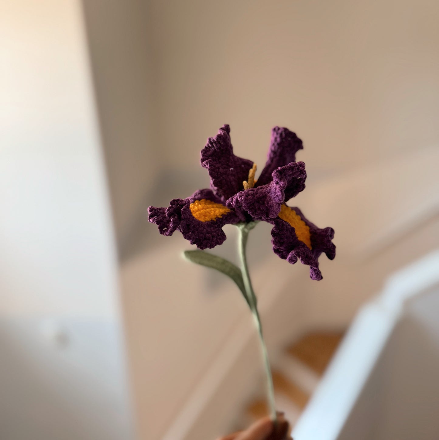 Dark Purple Iris