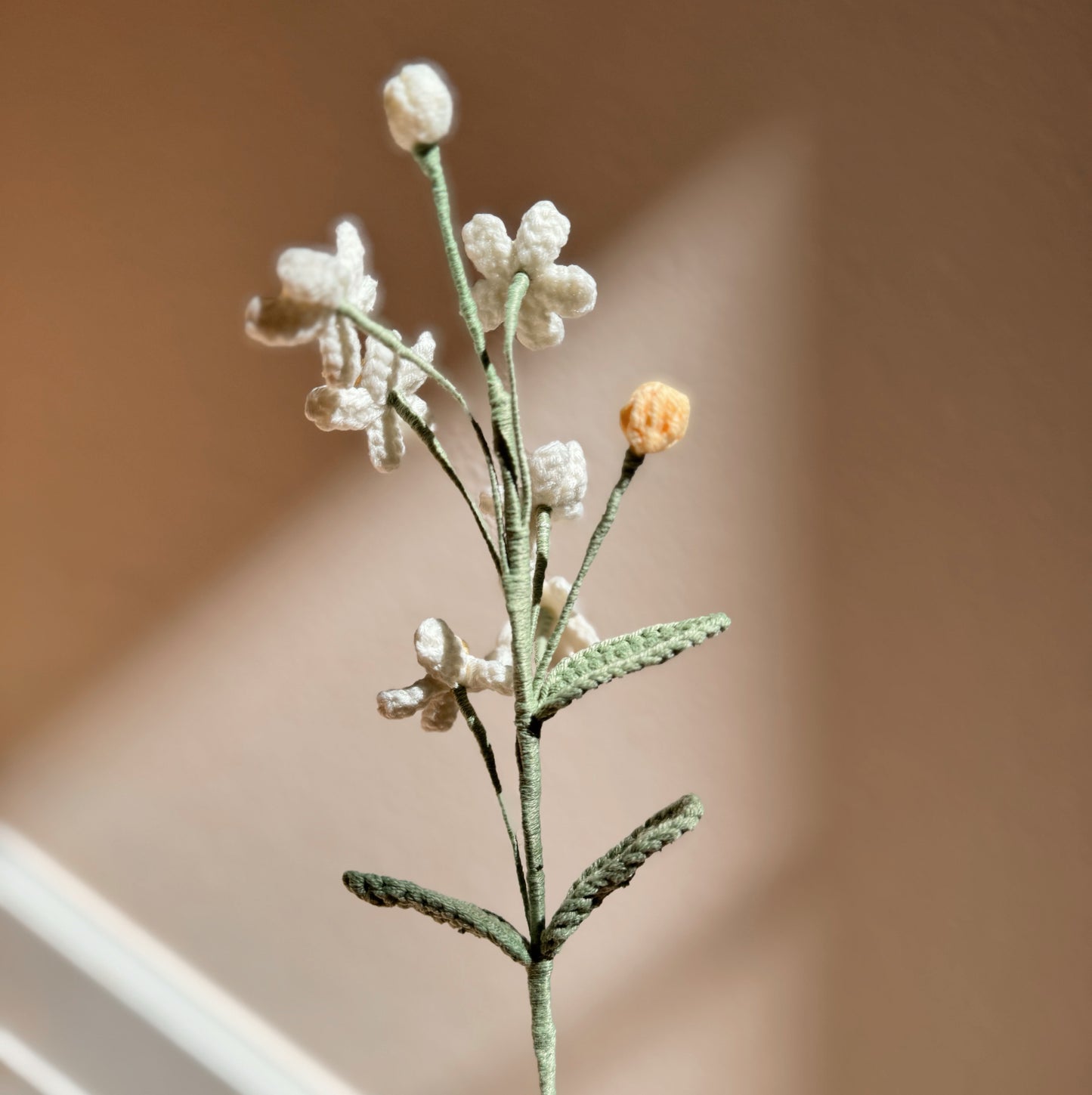 WHITE OXYPETALUM