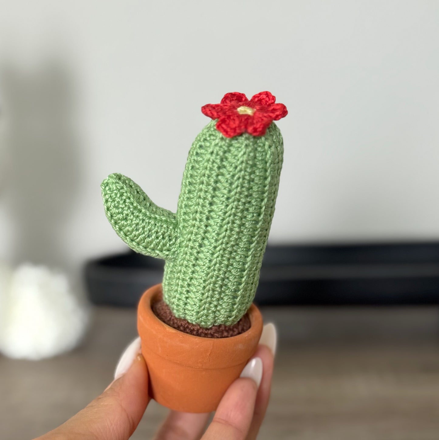 02 Cactus in the pot