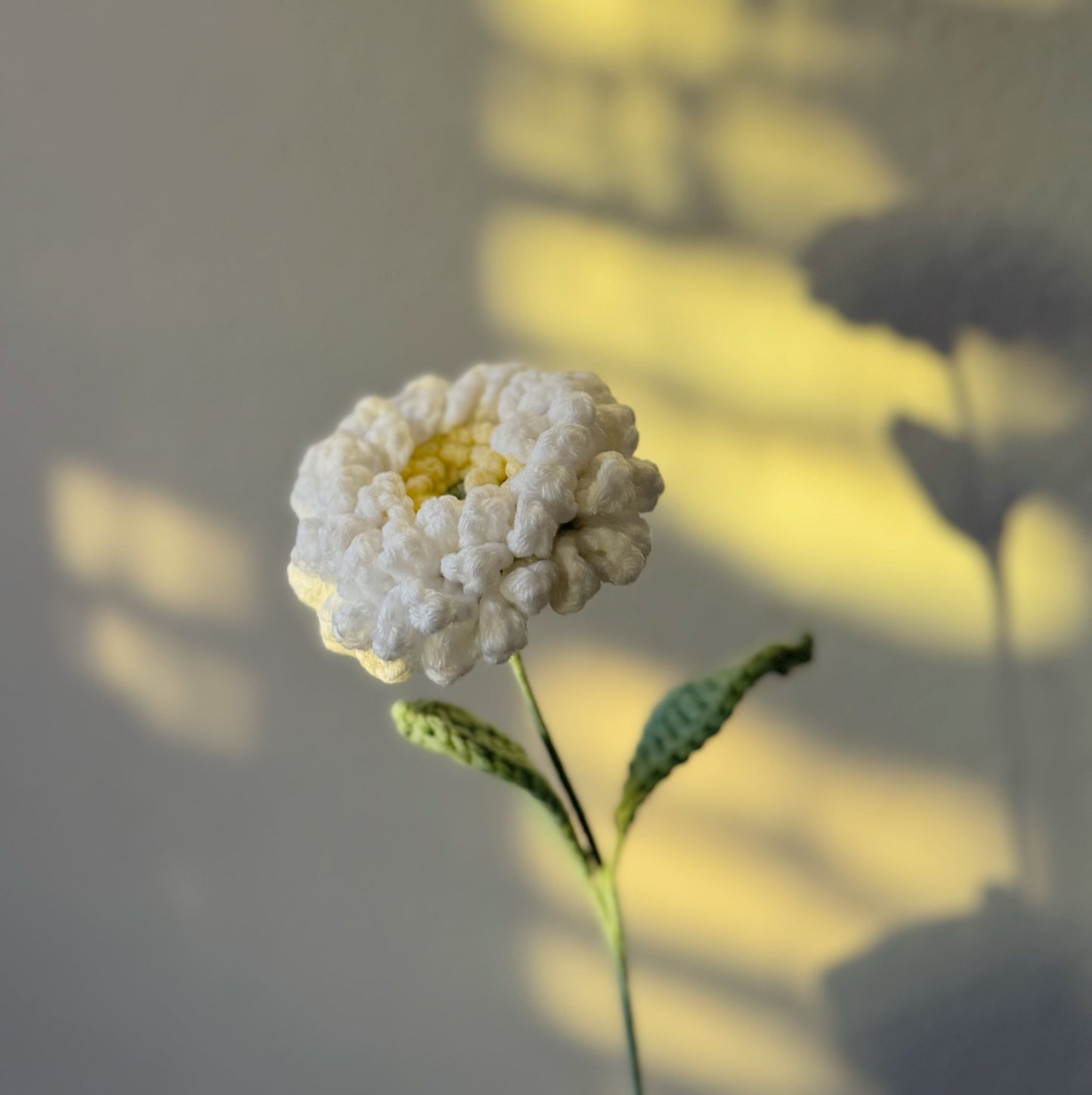 White Zinnia