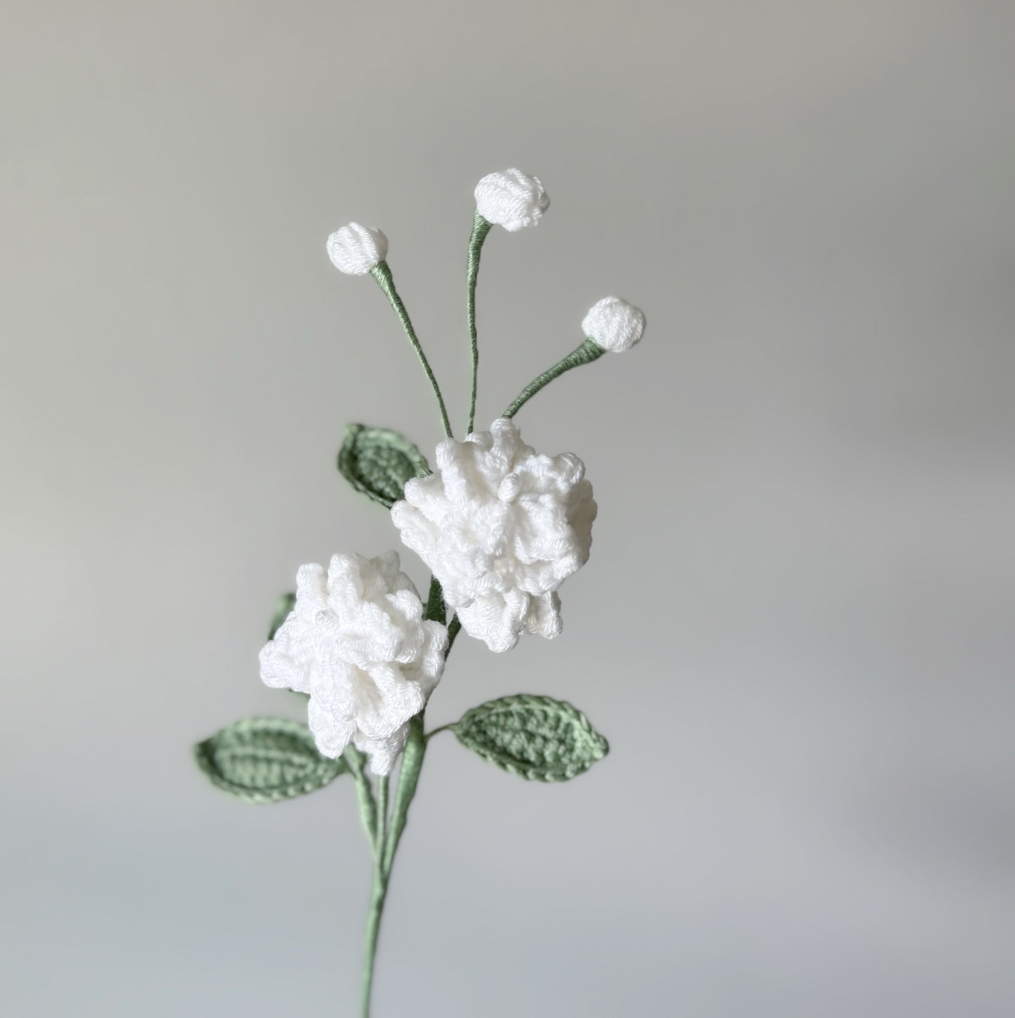 Jasmine