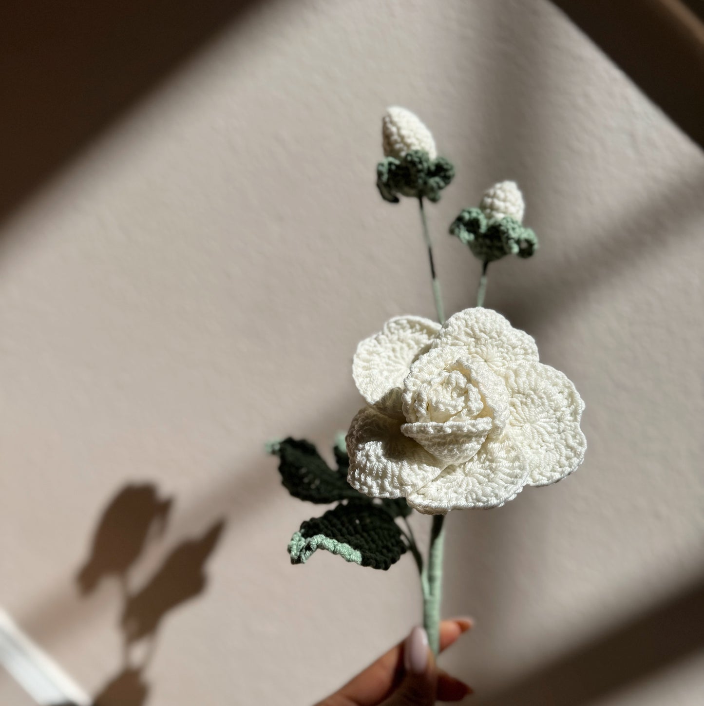WHITE ROSE