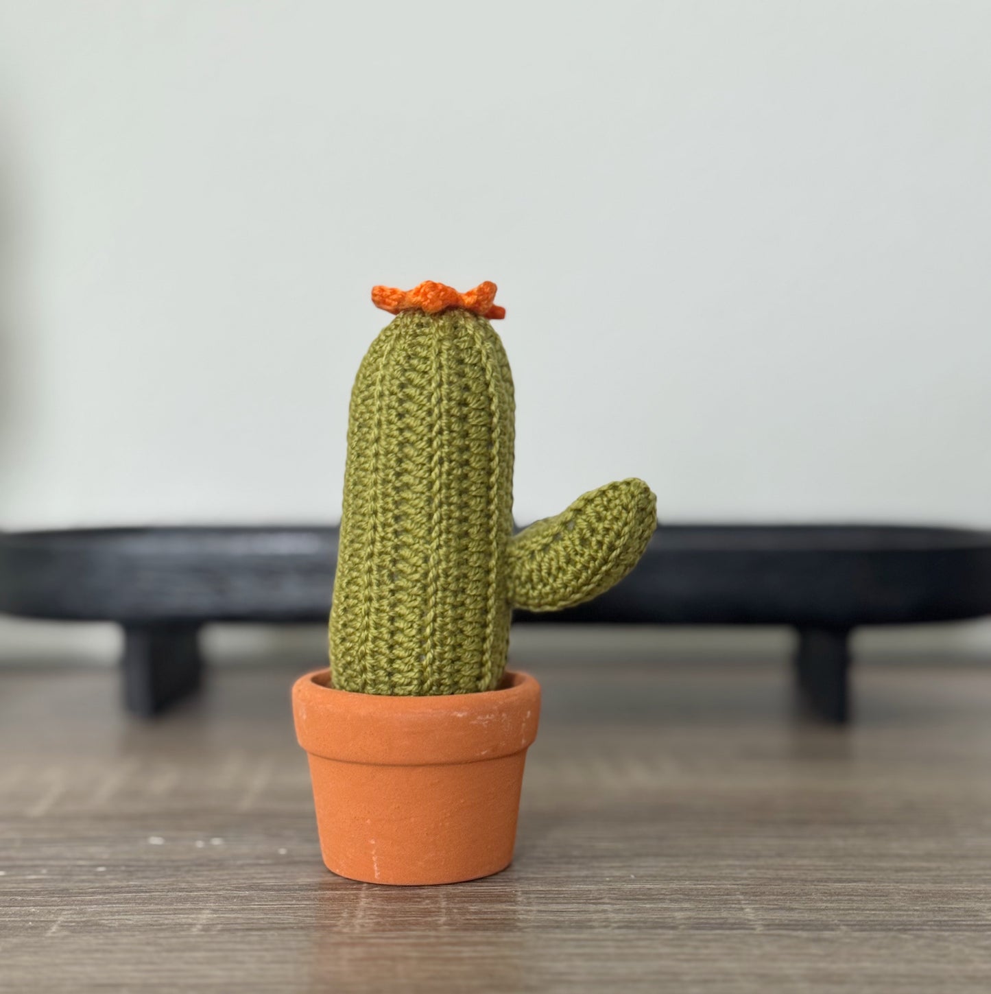 01 Cactus in the pot