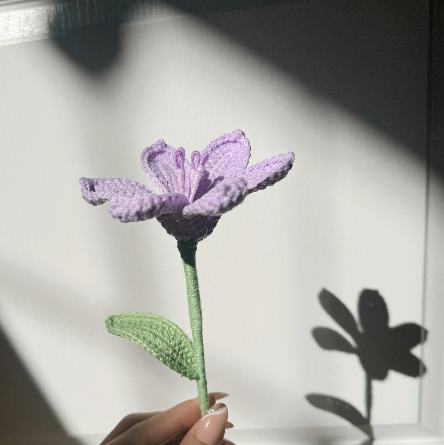 Purple Daylily