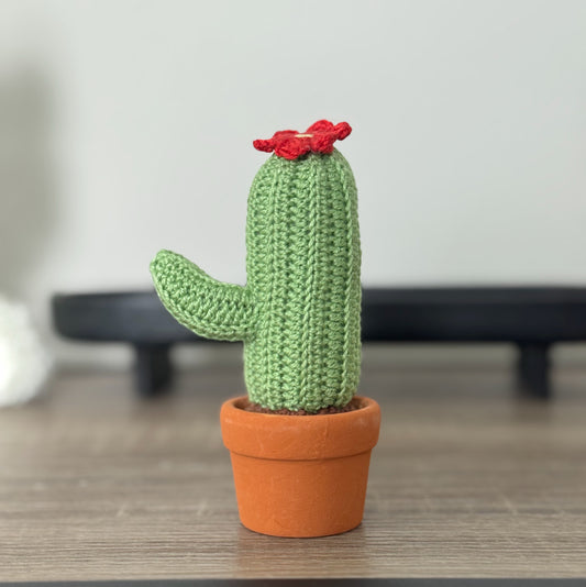 02 Cactus in the pot