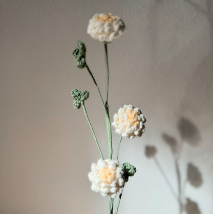 Trifolium ( clover) 01