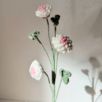 Trifolium ( Clover ) 02