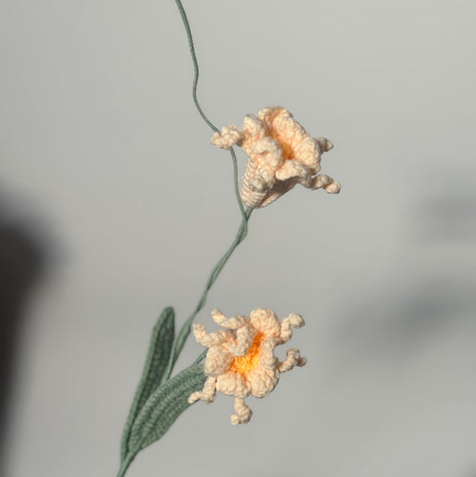 Peruvian Daffodil