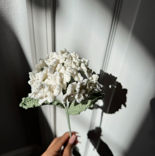 WHITE HYDRANGEA