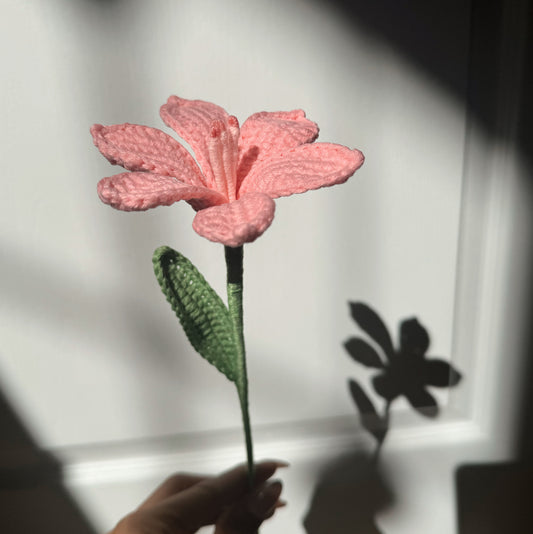 Pink Daylily