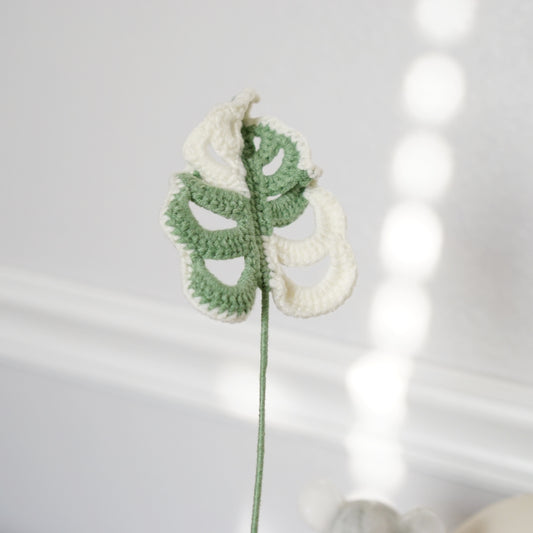 MONSTERA