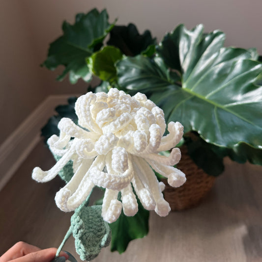 White Chrysanthemum