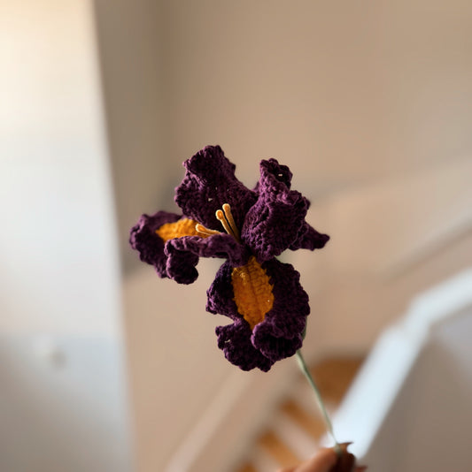 Dark Purple Iris