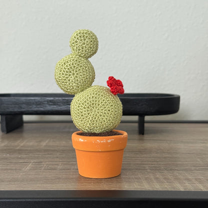 03 Cactus in the pot