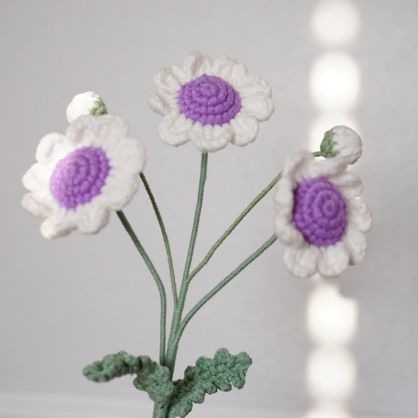 DAISY BRANCH