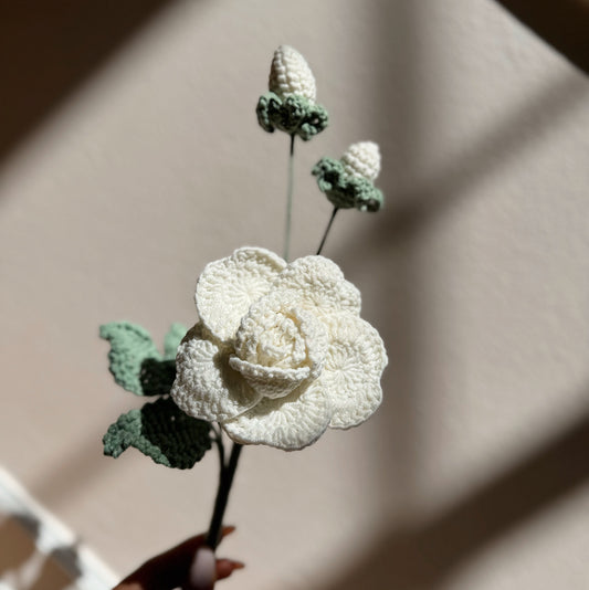 WHITE ROSE