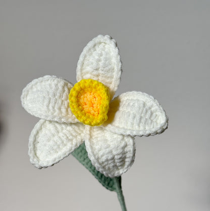 Daffodil