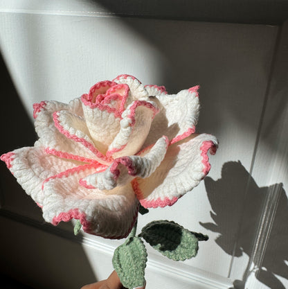White XL Rose with Pink edge