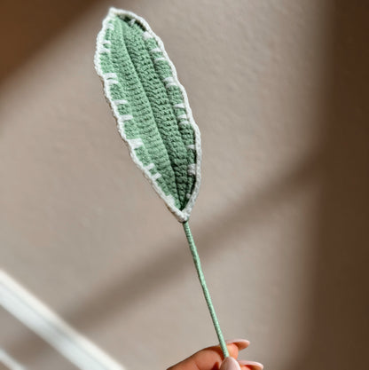 CORDYLINE TERMINALIS LEAF