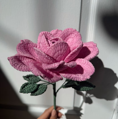 XL Pink Rose