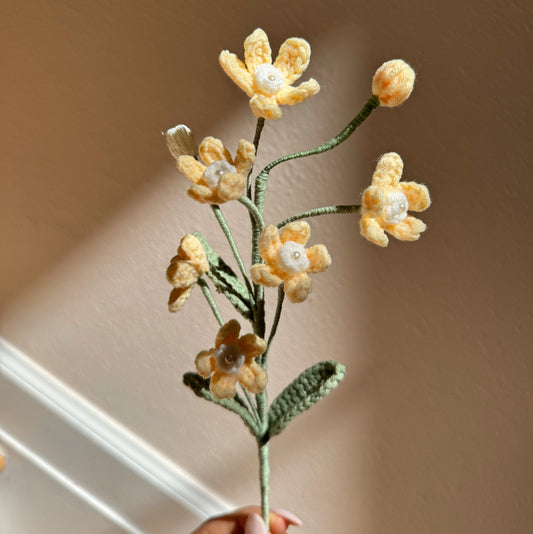YELLOW OXYPETALUM