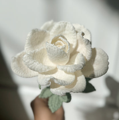 White XL Rose