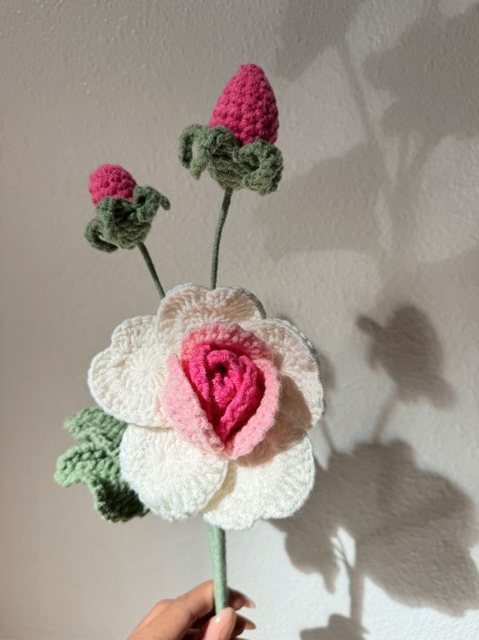 Ombré Pink Rose