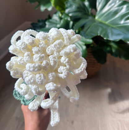 White Chrysanthemum