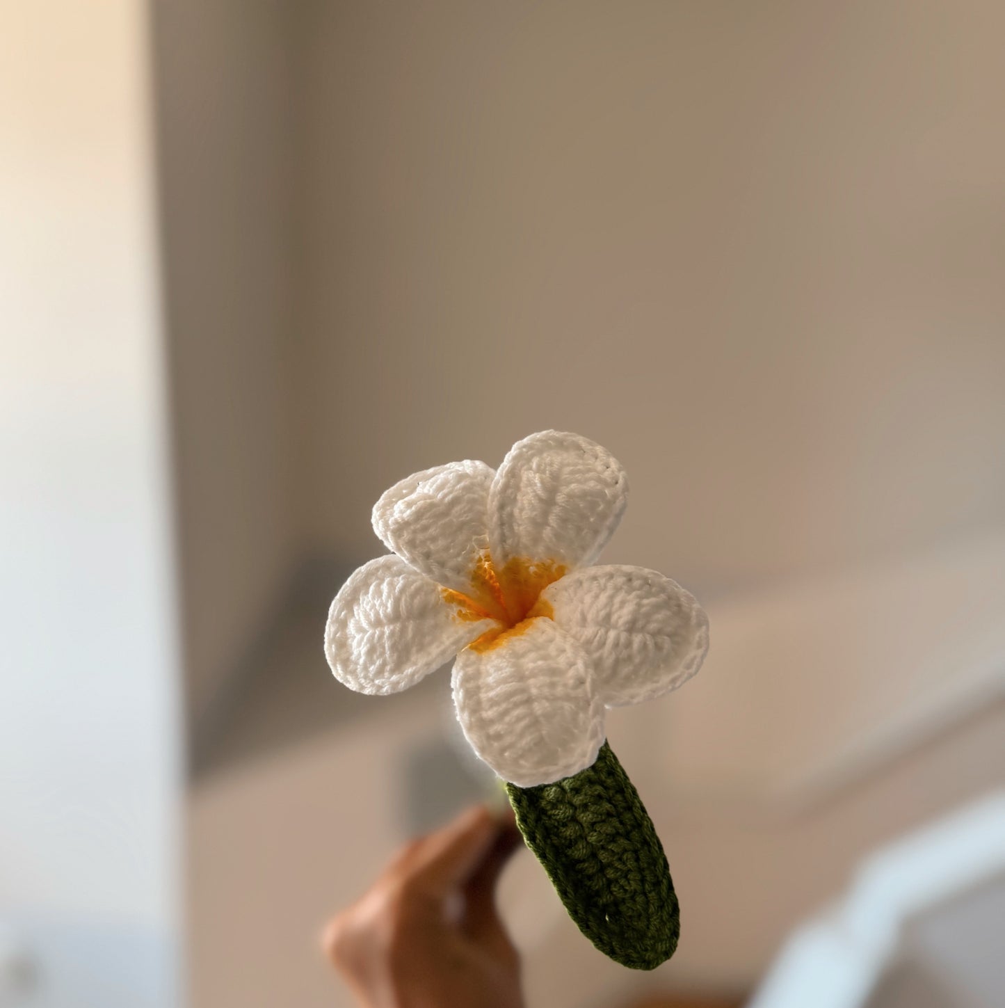 White Plumeria