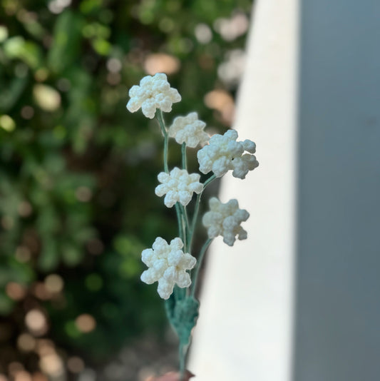 White Achillea