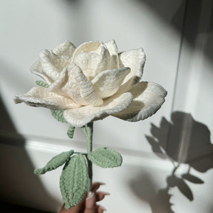 White XL Rose