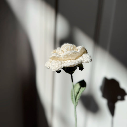 WHITE ROSE