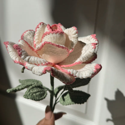 White XL Rose with Pink edge