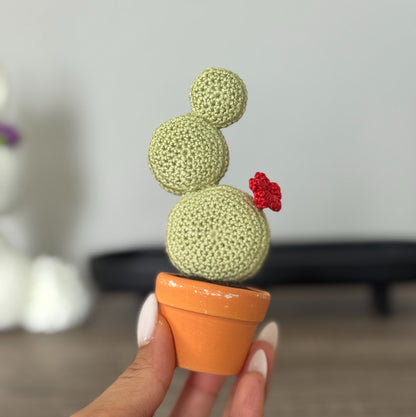 03 Cactus in the pot