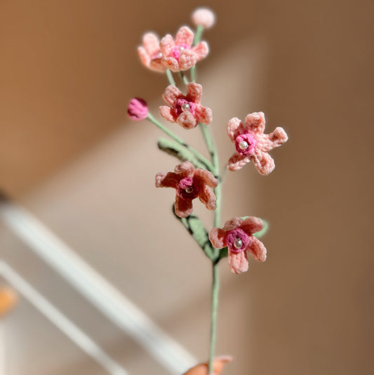 PINK OXYPETALUM