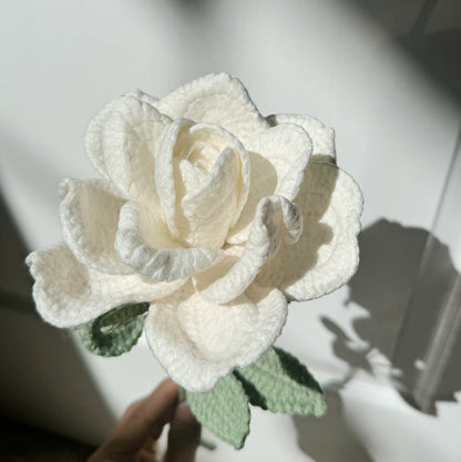 White XL Rose