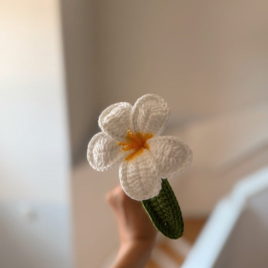 White Plumeria