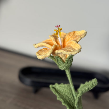 Light Yellow Hibiscus