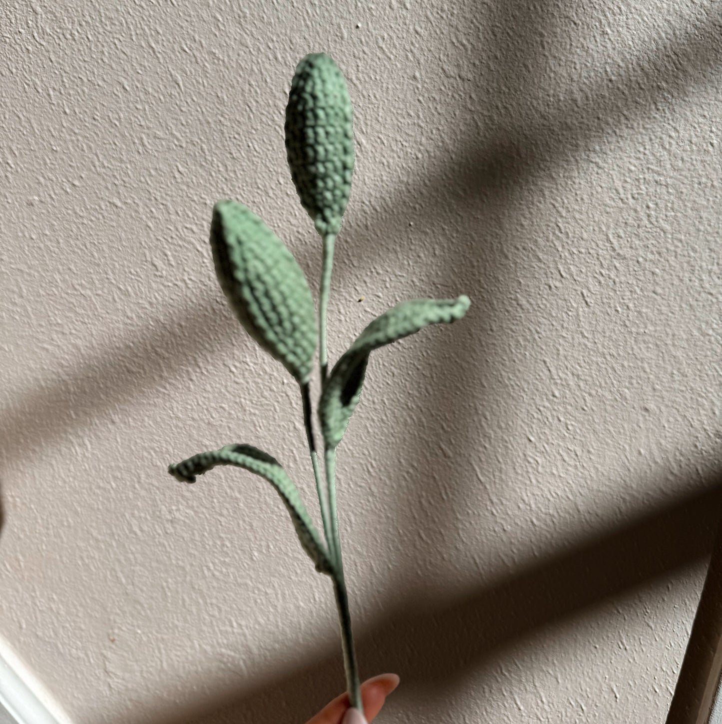 TULIP BUDS