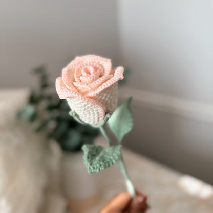 Cream White Rose with Pastel Pink